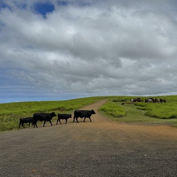 Wailea Horseback Adventure - Views from the top of the mountain halfway through the ride. - Horseback Riding Near Me - Hakalau, Hawaii