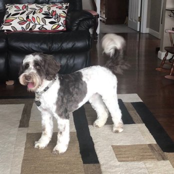 The Pet Barber - Sporting my summer look - Pet Services Near Me - Sutton, Massachusetts