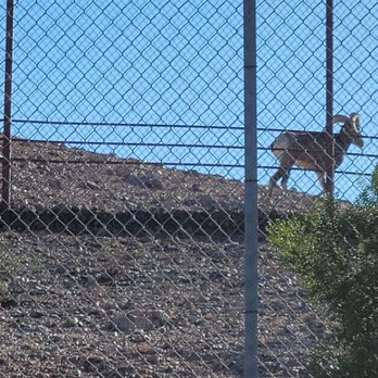 Papago Park - Ram at zoo next door - Parks Near Me - Phoenix, Arizona Papago Park - Ram at zoo next door - Parks Near Me - Phoenix, Arizona