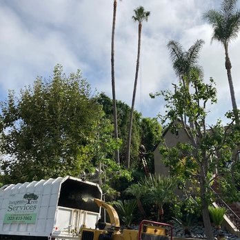 Inexpensive Tree Services - Trimmers in action - Tree Services Near Me - Los Angeles, California