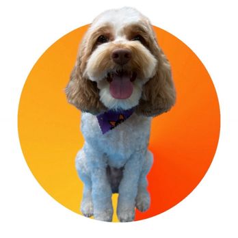 Kennelwood Pet Resort - Pet Training Near Me - Ballwin, Missouri Kennelwood Pet Resort - Pet Training Near Me - Ballwin, Missouri
