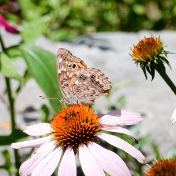 Krause Springs - Butterfly Garden - Campgrounds Near Me - Spicewood, Texas