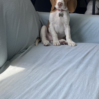 SAGE Veterinary Centers - Dublin - Ollie says thank you Cassie and Sage!!! - Veterinarians Near Me - Dublin, California SAGE Veterinary Centers - Dublin - Ollie says thank you Cassie and Sage!!! - Veterinarians Near Me - Dublin, California