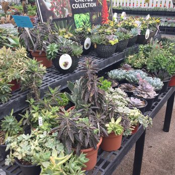 Farmstead Flowers - Nurseries & Gardening Near Me - Ephrata, Pennsylvania