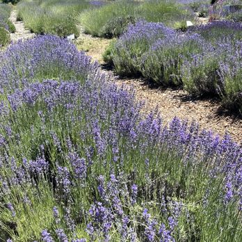 Bluestone Meadow - A few rows of color - Farms Near Me - Placerville, California