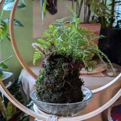 Vang's Plants and Succulents Hub - Kokodama