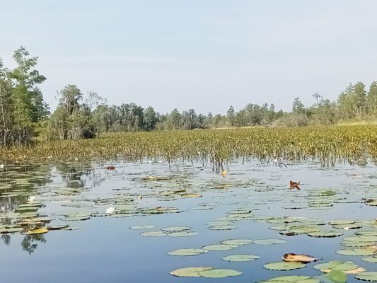 Okefenokee National Wildlife Refuge by null