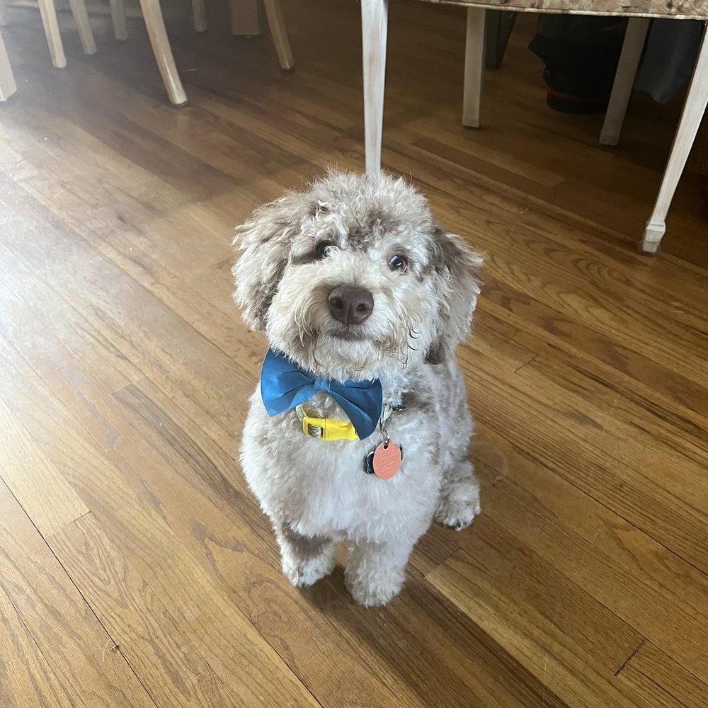 Cannoli groomed by Larkin.