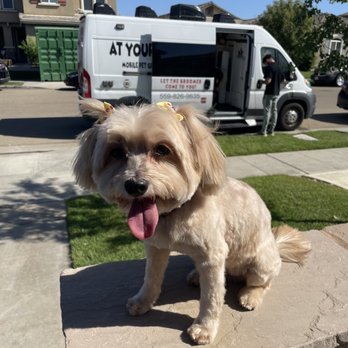 At Your Paws - My Nibbles! 11 years old and still a doll. - Pet Groomers Near Me At Your Paws - My Nibbles! 11 years old and still a doll. - Pet Groomers Near Me