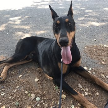 BRB Dog Walking - Taking a break from the heat - Dog Walkers Near Me