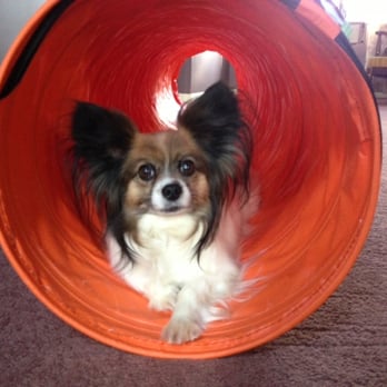 Fortunate Fido - Pet Training Near Me - Lodi, Ohio