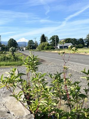 Twin Peaks Drive In by null