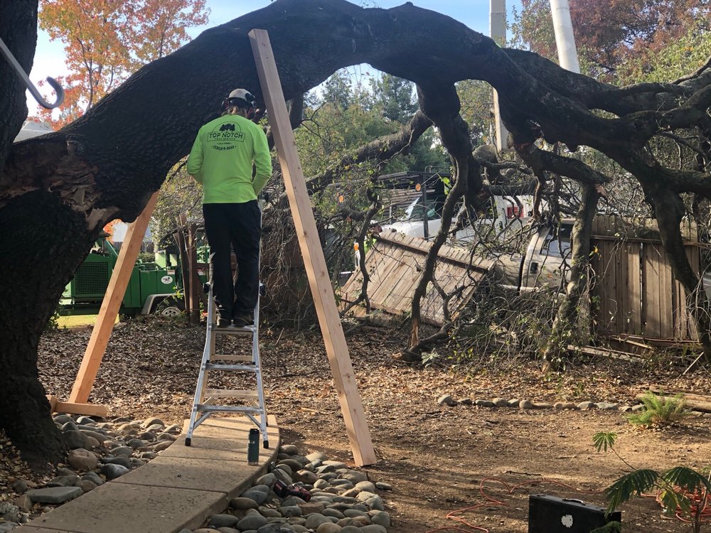 TOP NOTCH TREE SERVICE Updated September 2024 43 Photos & 14