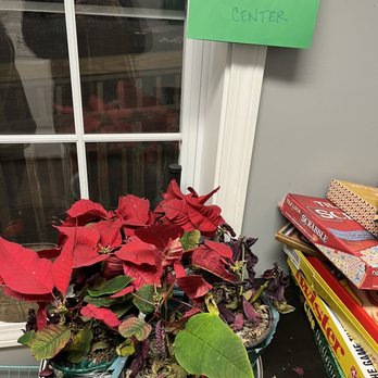 BarrelHouse - They know their poinsettias could use support. Maybe more sunlight, water and a new pot? - Wine Bars Near Me - Killingworth, Connecticut
