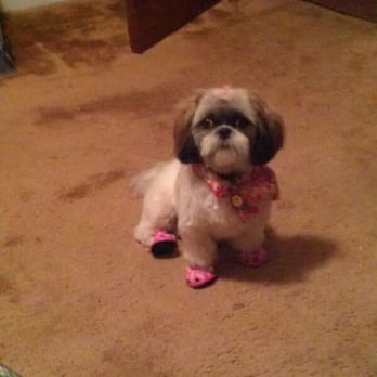 Marie's Pet Grooming - Pet Groomers Near Me - Fresh Meadows, New York