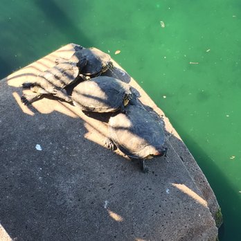 Lake Eola Park - Turtles - Parks Near Me - Orlando, Florida
