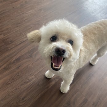 Doggy Downtime - Pet Groomers Near Me - Wheat Ridge, Colorado