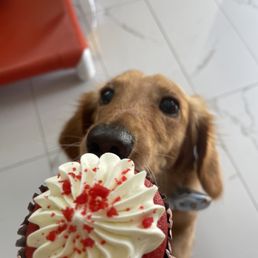 a dog looking up at a cupcake a dog looking up at a cupcake