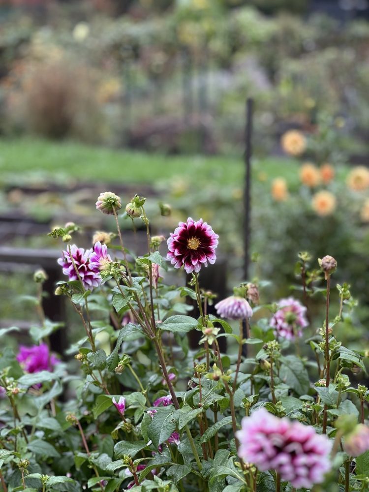 Social spots from County Farm Park