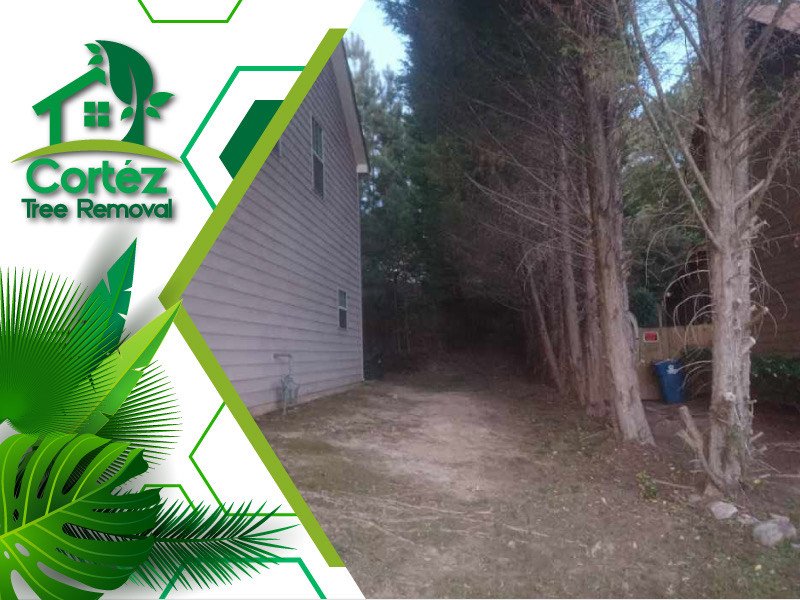 Slide of Cortez Tree Removal