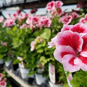 P&M Garden Services - Geraniums - Nurseries & Gardening Near Me - Eagle River, Alaska