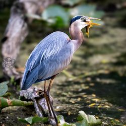 Beaver Marsh - Great Blue Heron