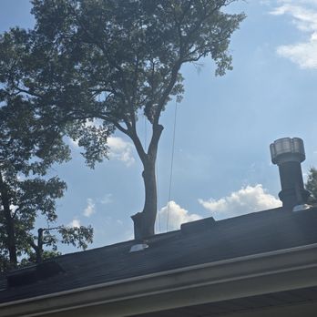 Big Steve’s Tree Care - Climber way up there.... - Tree Services Near Me - Springfield, Virginia Big Steve’s Tree Care - Climber way up there.... - Tree Services Near Me - Springfield, Virginia