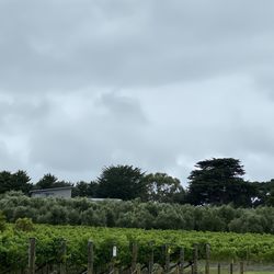 Purple Hen Winery