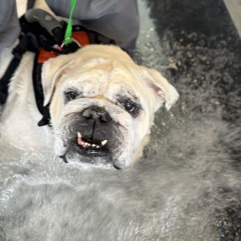 BluePearl Pet Hospital - Veterinarians Near Me - Reno, Nevada BluePearl Pet Hospital - Veterinarians Near Me - Reno, Nevada