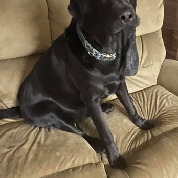 7 Paws a Week - Tommy with Jen's socks :-) - Pet Sitting Near Me - Hoffman Estates, Illinois