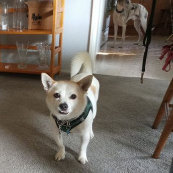 Happy Paws Dog Boarding - Pet Boarding Near Me