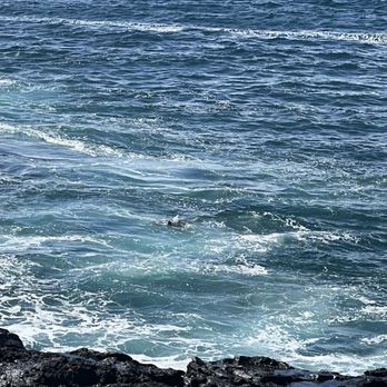Spouting Horn - Turtle! - Beaches Near Me - Koloa, Hawaii