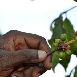 Afrikahve