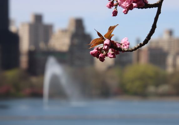 Central Park Conservancy by null