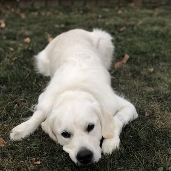 Happy Retales - Pet Stores Near Me - Brentwood, Tennessee