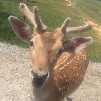 Tennessee Safari Park - Parks Near Me - Alamo, Tennessee