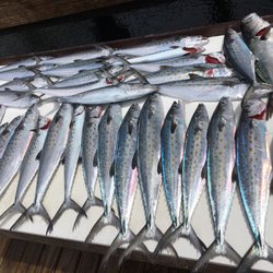 Spanish Mackerel, casting to with light tackle and good eating!