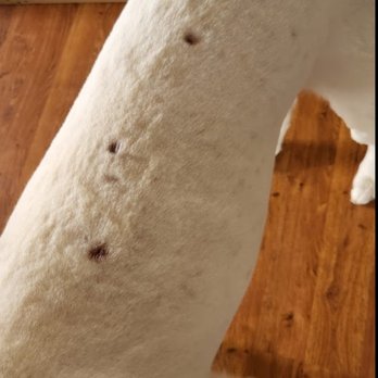 Hot Diggity Dog Grooming - Pet Groomers Near Me - Rowlett, Texas Hot Diggity Dog Grooming - Pet Groomers Near Me - Rowlett, Texas