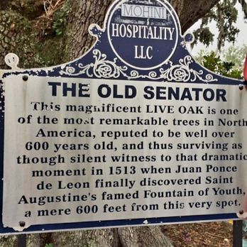 The Old Senator Tree - History of The Old Senator live oak tree - Landmarks & Historical Buildings Near Me - Saint Augustine, Florida