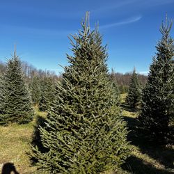 Wintergreen Tree Farm - Fraser Fir