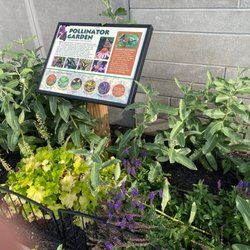 St Charles School - Monarch butterfly pollinator garden