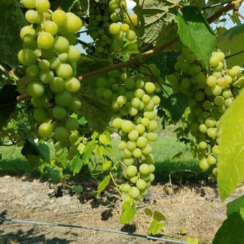 Bully Hill Vineyards - Grape arbors - Wineries Near Me - Hammondsport, New York Bully Hill Vineyards - Grape arbors - Wineries Near Me - Hammondsport, New York
