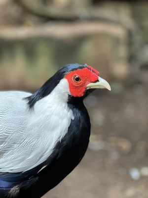 Bird Kingdom by null