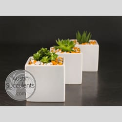 Austin Succulents