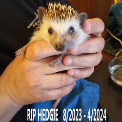 House Of Pets - Hedgie
