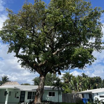 Lumberjack Jake's South Florida Tree Service - Final shaping - Tree Services Near Me Lumberjack Jake's South Florida Tree Service - Final shaping - Tree Services Near Me
