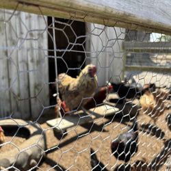 Greenbrier Farms - Chickens and Roos in the barnyard