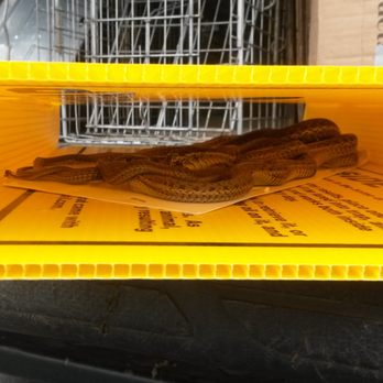 A Wildlife Pro - Snakes in a trap! - Wildlife Control Near Me