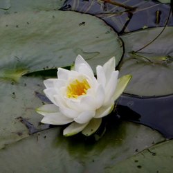 Kayak-Kayak