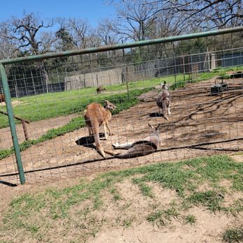 Franklin Drive Thru Safari - Petting Zoos Near Me - Franklin, Texas Franklin Drive Thru Safari - Petting Zoos Near Me - Franklin, Texas